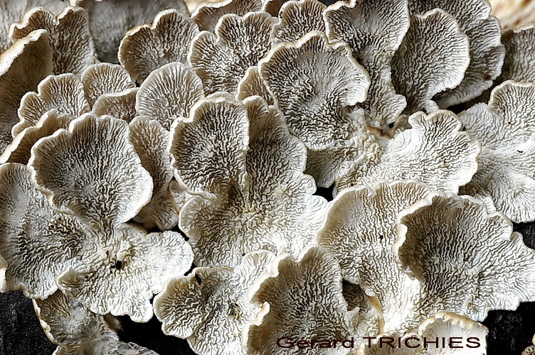 Probabilmente Plicaturopsis crispa  (Plicaturopsis crispa)